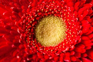 Close Up Red Gerbera Daisy